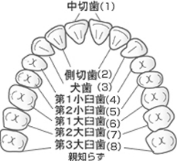 「親知らず」って何だろう？
